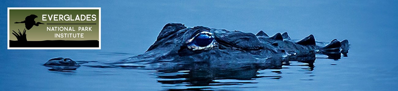 Close up of an alligator at night barely peaking out of the water with the Everglades Institute Logo in the top right corner.