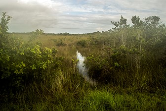 Ficus Pond