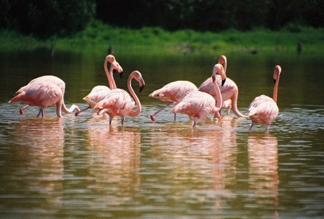 Flamingos at Mud Lake