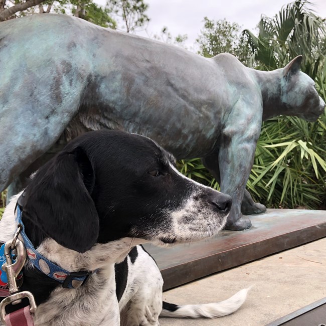 Dog at Everglades