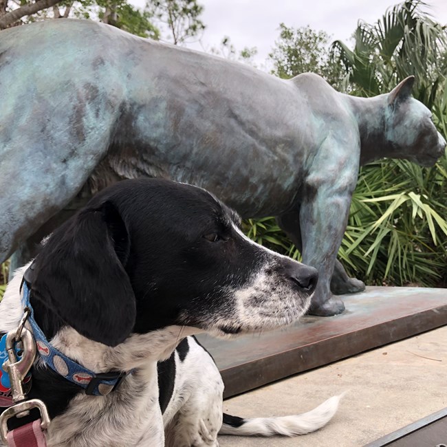Dog at Everglades Dog at Everglades