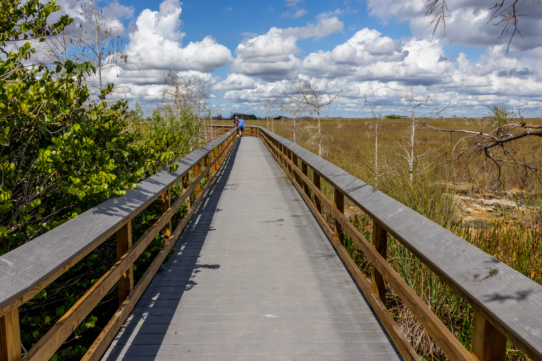 Image shows a boardwalk trail surrounded by blue sky and vegetation