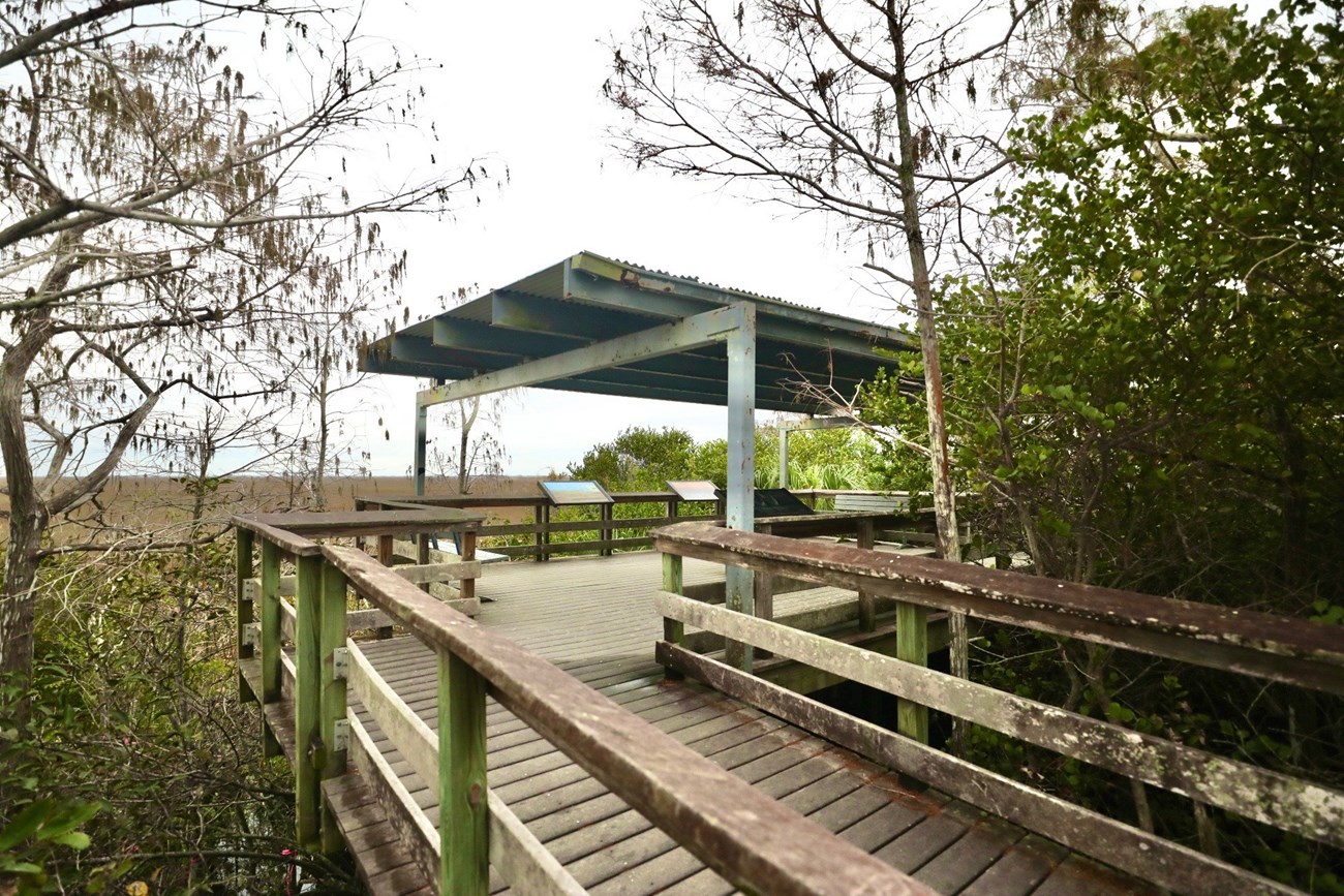 Image shows a boardwalk and platform overlook surrounded by vegetation.