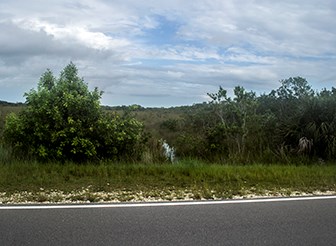 Sweet Bay Pond