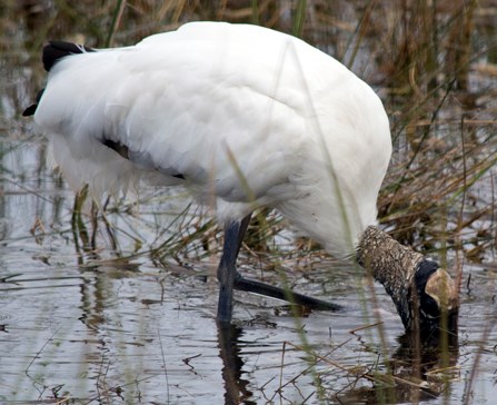 Wood Stork