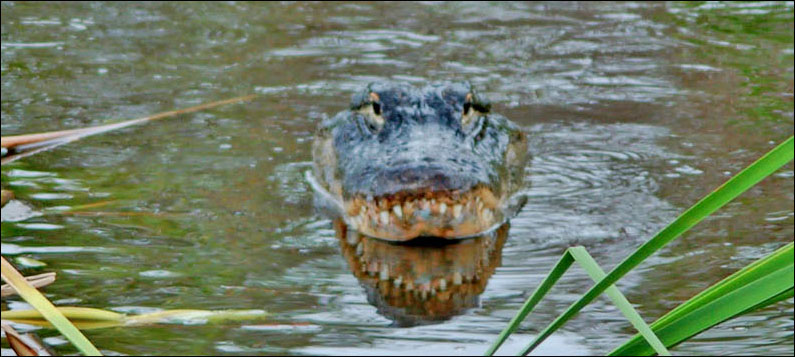 American alligator