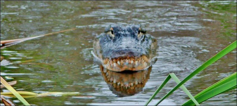 American alligator