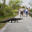 Alligator on Anihinga Trail