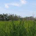 Bayshore Loop Trail