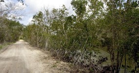 Bear Lake Trail