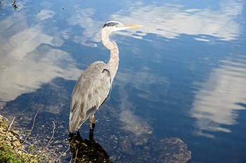bird count feb 15_02
