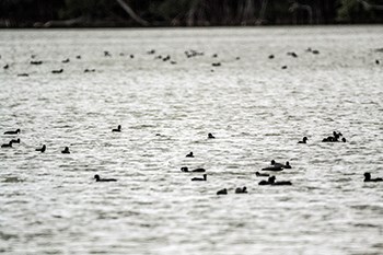 bird count feb 15_04