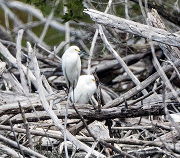 bird count feb 15_05
