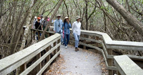 Bobcat Boardwalk Bobcat Boardwalk