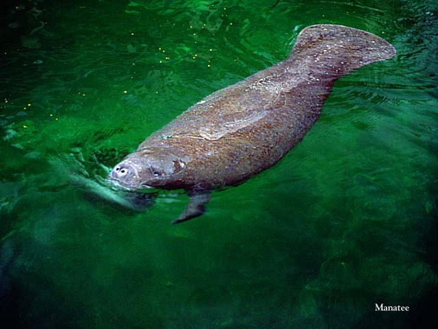 Manatee
