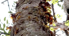 Gumbo Limbo Trail