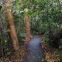 Gumbo Limbo Trail