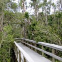 Mahogany Hammock Trail