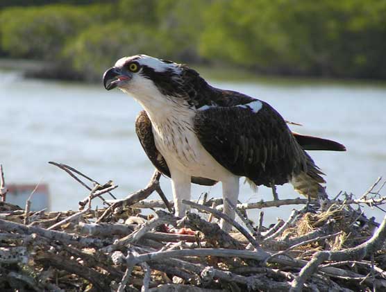Adult Osprey on nest.
