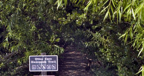 Otter Cave Hammock Trail