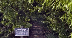 Otter Cave Hammock Trail