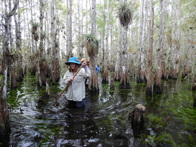 Visitors participating in an Everglades National Park Institute Everglades Immersion: Cypress Slog program.