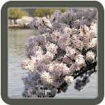 Blossoms in Bloom Blossoms in Bloom