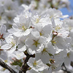 Yoshino Cherry Blossom Yoshino Cherry Blossom