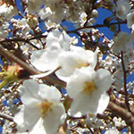 Afterglow Cherry Blossom Afterglow Cherry Blossom