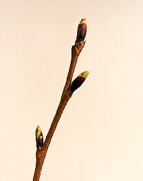 Green Bud Green Bud