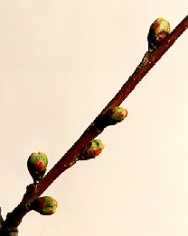 Florets Visible Florets Visible