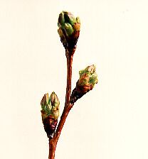 Extension of Florets Extension of Florets
