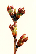 Peduncle Elongation Peduncle Elongation
