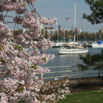 Cherry Trees along Hains Point