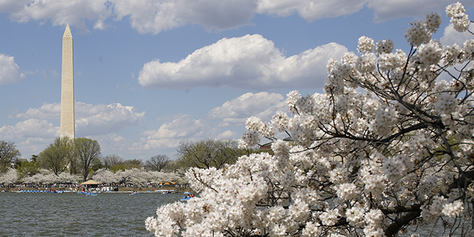 View of Cherry Blossoms along the Tidal Basin