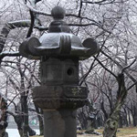 Cherry Blossom Lantern Cherry Blossom Lantern