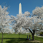 View of Washington Monument and Cherry Trees