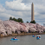 Paddle boats on the Tidal Basin Paddle boats on the Tidal Basin