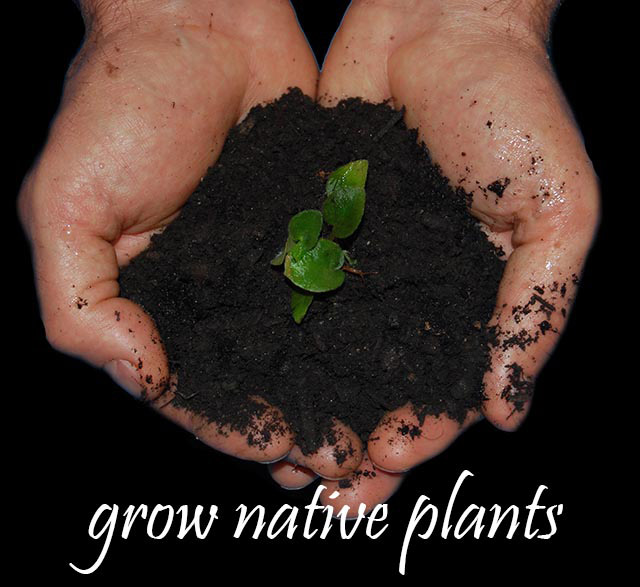 Grow native plants. A photo of two hands holding soil with green leaves sprouting.