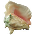 Conch Shell