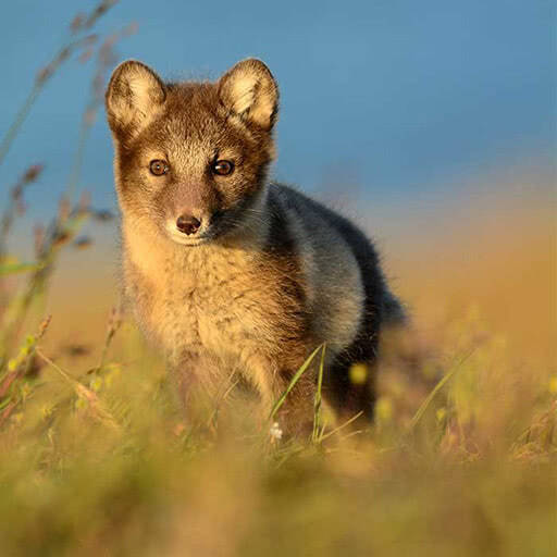 An arctic fox in its summer coat looks towards us.