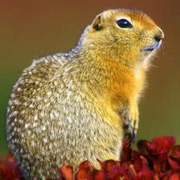 A squirrel standing in vegetation looking toward the camera