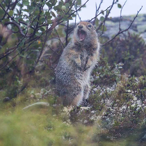 A squirrel is looking toward the camera with its mouth wide open.