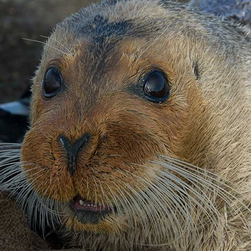 A bearded seal looks towards us.