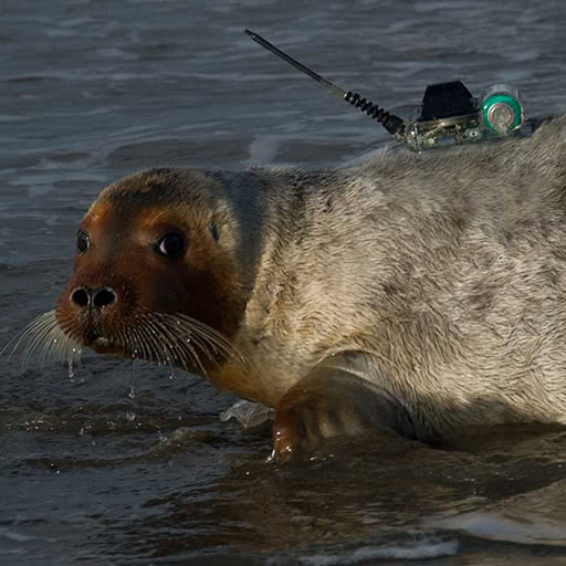 A bearded seal rests on the beach.
