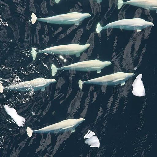 From above, a pod of beluga whales swim in the ocean.