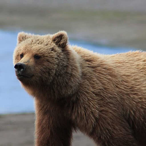Portrait of a brown bear looking off in the distance.