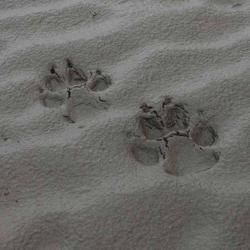 Wolf prints on soft mud.