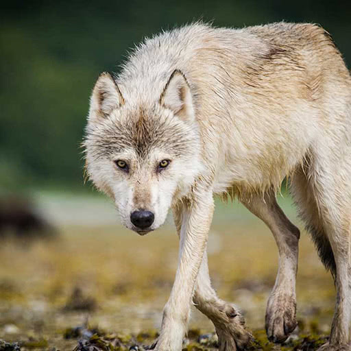 A wolf walks towards us.