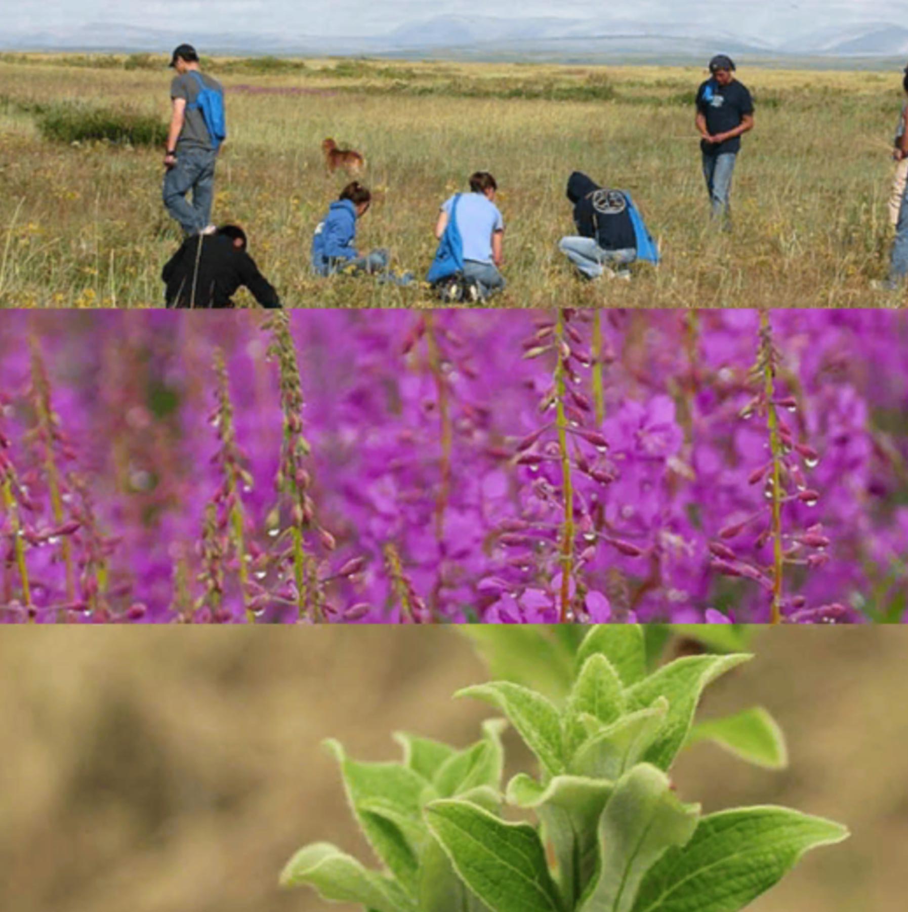 A group of people stand and crouch in a field of tall grass and flowers.
A field of dewy fireweed.  

Close up of a young plant.